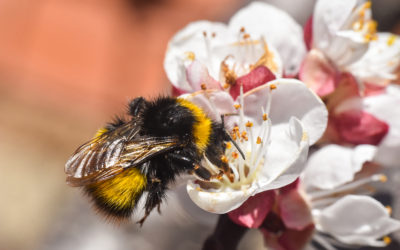 Evaluating the ability of citizen scientists to identify bumblebee species